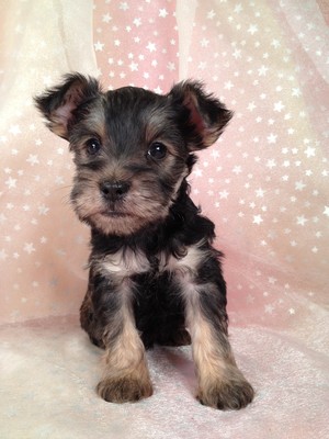 Male Snorkie Puppy for sale #21 Ready December 2012|Shipping out of Minneapolis Minnesota $150 Most Minnesota Dog Breeders Charge More